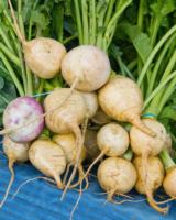 Turnips with their greens.