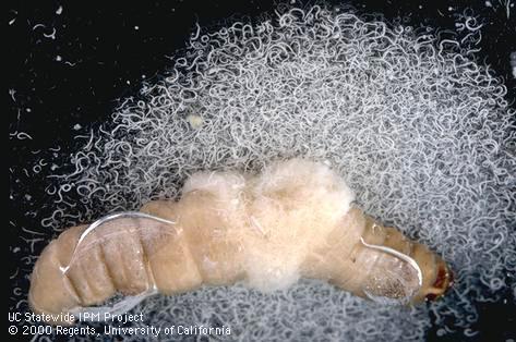 Larvae of pathogenic nematode.