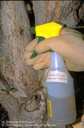 Applying entomopathogenic nematodes with a spray bottle.