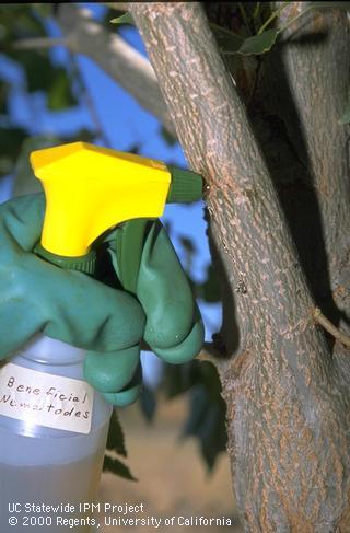 Applying entomopathogenic nematodes with a spray bottle.