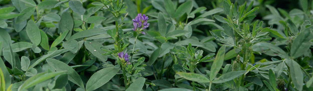 Alfalfa field.