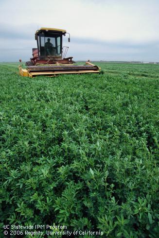 Alfalfa harvest.