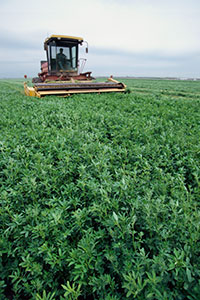 Mechanical harvester in alfalfa field.