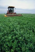 Alfalfa harvest