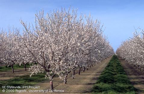 Rows of almond trees at full bloom.