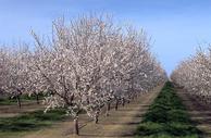 Almond trees