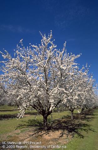 Almond tree at full bloom.