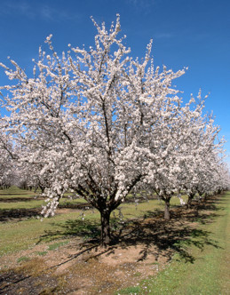 Almond tree at full bloom.