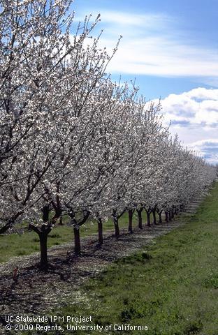 Row of almond trees at full bloom.