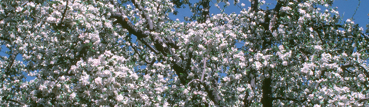 Flowers of apple.