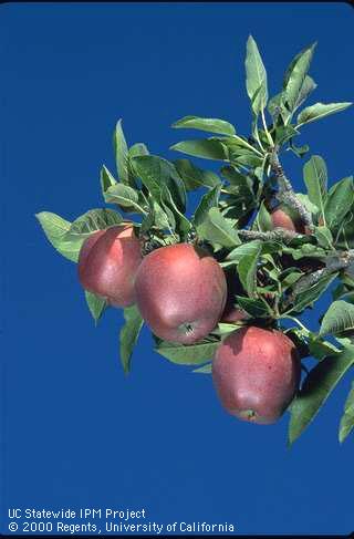 Three ripe apples on tree .