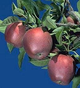 Mature apples