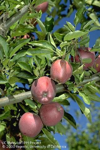 Ripe Red Delicious apples.