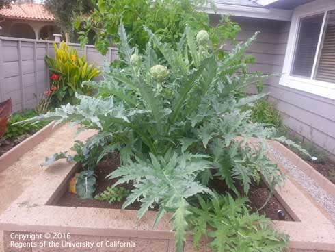 Artichoke plant, <i>Cynara scolymus</i>, growing in a raised bed.