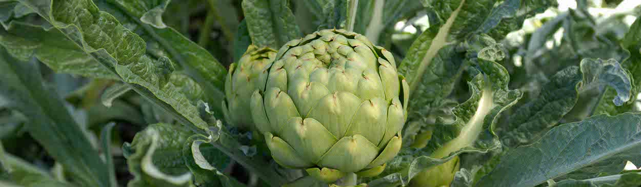 Artichoke buds, one large and one small, growing in center of plant. Credit: iStock photo