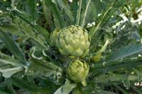 Artichoke ready to harvest.