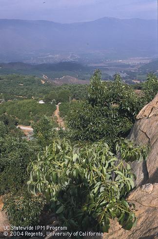 Avocado growing on a rocky ridge top.  