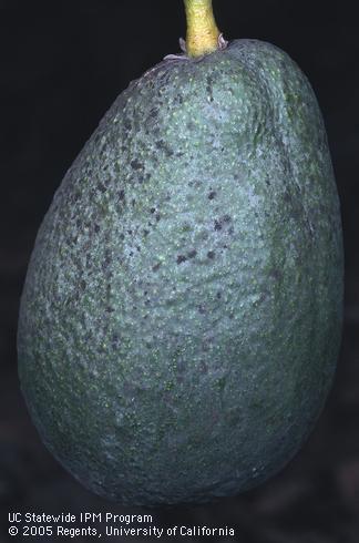 Sooty mold on an avocado fruit from an insect-infested tree.  