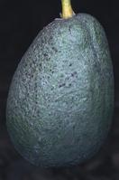 Sooty mold on an avocado fruit