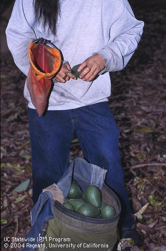 A worker removes stems from harvested avocados to prevent injury to fruit in transport. 