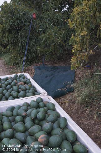 Bins full of harvested avocado fruit.  