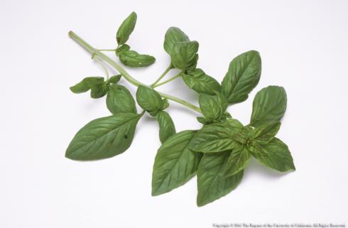 Sprig of basil, <i>Ocimum basilicum</i>.