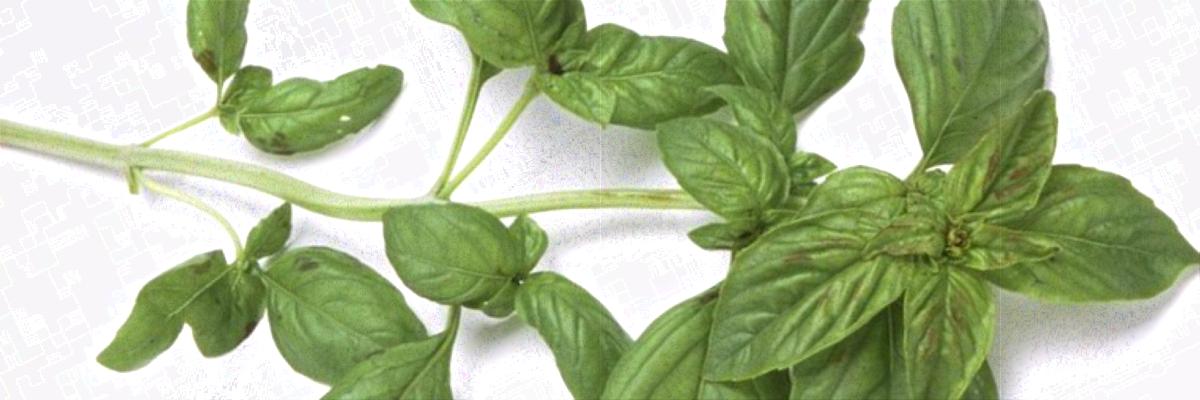 Green sprig of basil on white background.; Davis, CA Credit: Suzanne Pailsey