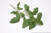 Sprig of basil.