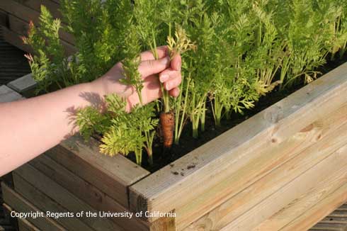 Harvesting carrots, <i>Daucus carota</i>, from a raised bed.