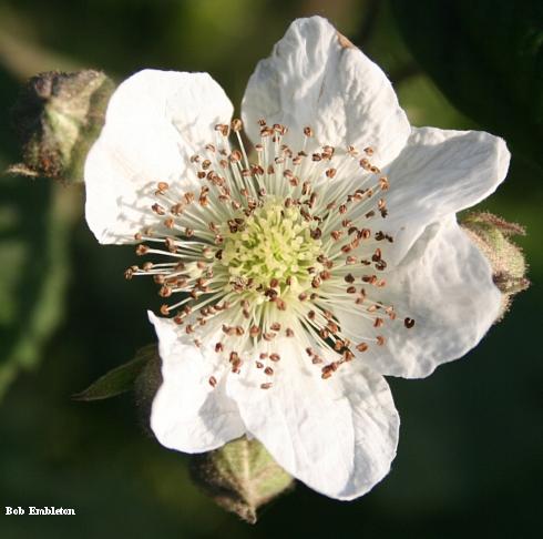 A white blackberry blossom showing the pale green to yellowish stigmas (center) surrounded by white-stalked, brown-tipped anthers.