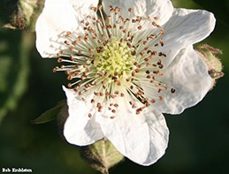 A blackberry blossom showing the pale green to yellowish stigma (center) surrounded by stamens, which have brown anthers on white stalks. These flower parts can become diseased from stamen blight.