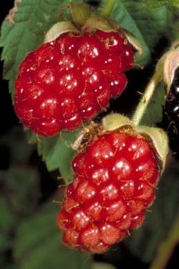 A fruit cluster of immature red and black ripe olallieberry blackberry.