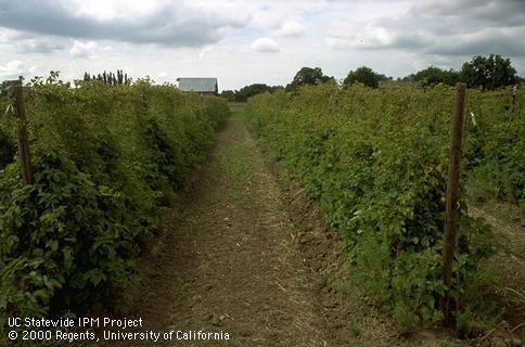 A view down rows of commercial boysenberry blackberry.