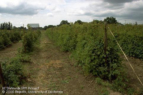 Commercial olallieberry (left) and boysenberry (right) blackberries.