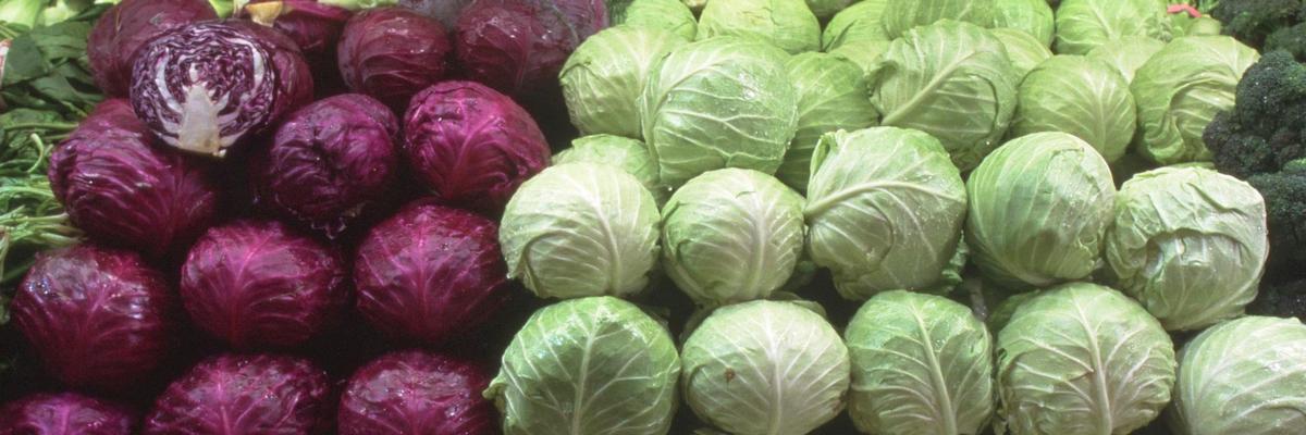 A closeup of heads of cabbage in the produce section. The right half is green cabbage, the left half red. Credit: Evett Kilmartin, UC ANR