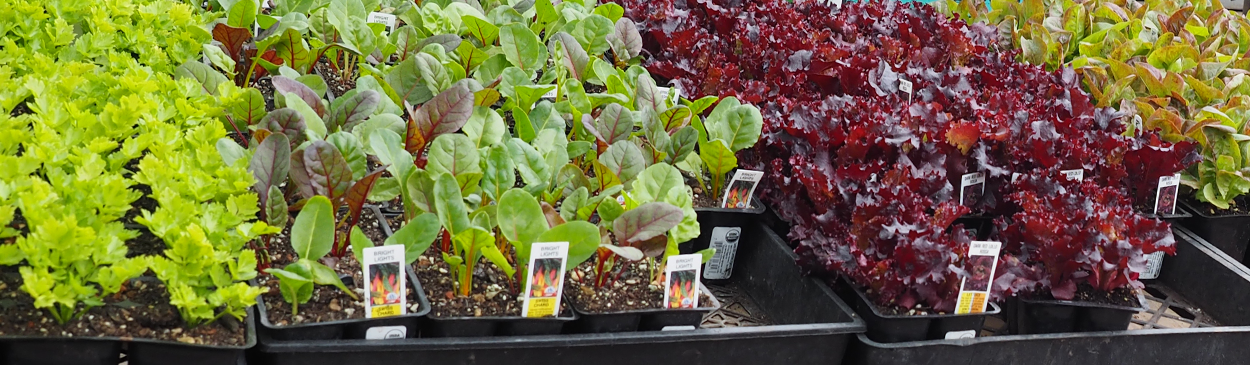 Flats of chard and bareroot trees at a retail nursery.