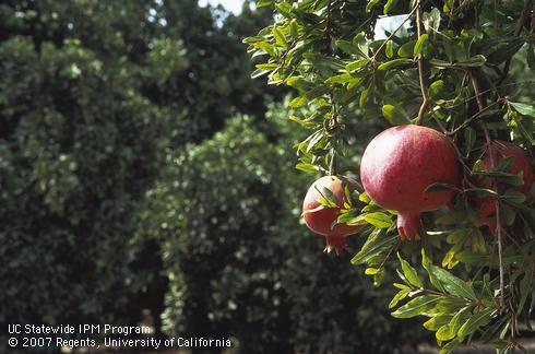 Mature pomegranate fruit on trees growing adjacent to citrus grove.  