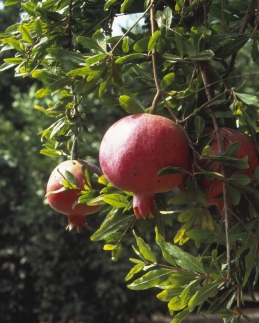 Pomegranate fruit