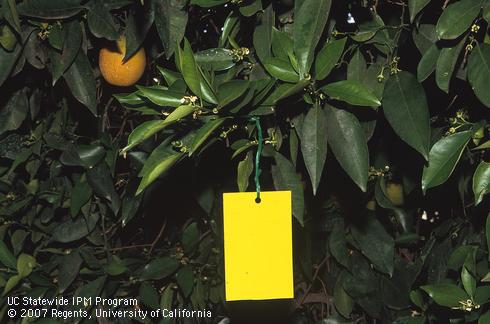 Yellow sticky trap hanging in citrus tree.  