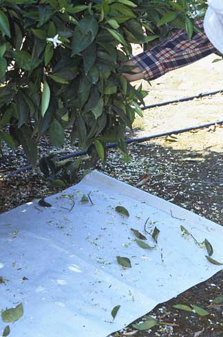 White shake sample collecting sheet on the ground beneath a citrus tree for monitoring insects.