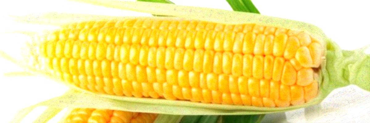 Fresh corn vegetable with green leaves isolated on white background.; Holtville, Imperial Co. Credit: iStock