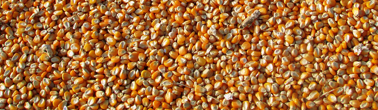 Dried kernels of corn.