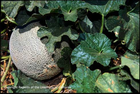 Cantaloupe melon, <i>Cucumis melo</i> var. <i>cantalupo</i>, ready to be harvested in the field.