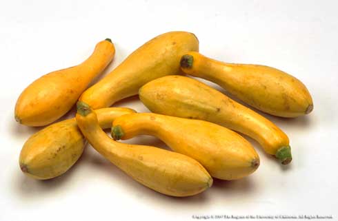 Yellow crookneck squash, <i>Cucurbita pepo</i>.