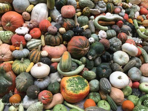 Mixed pile of hard winter squash and pumpkin.