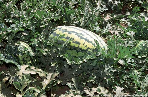 A large, elongate watermelon, <i>Citrullus lanatus</i>, growing in a field.