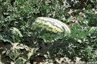 Watermelon plant.