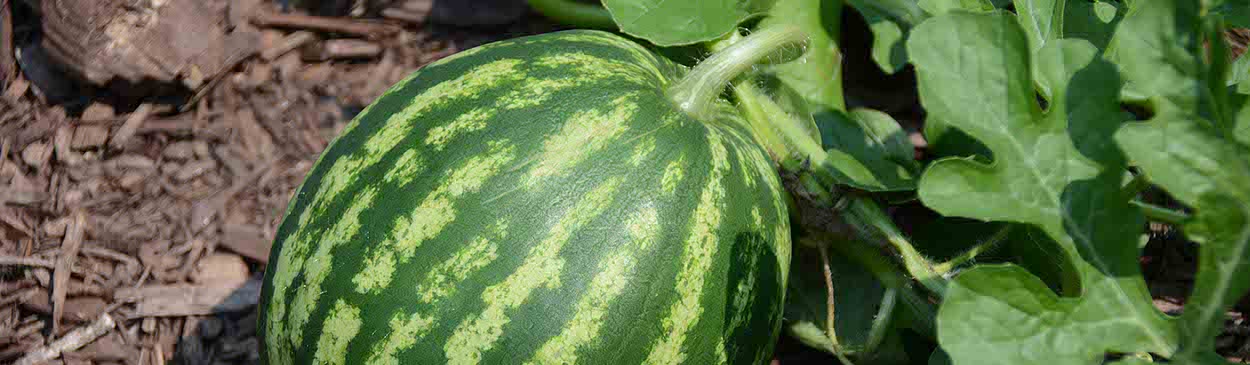 A round watermelon growing on a vine on top of wood mulch.; Heirloom Festival in Santa Rosa, Sonoma County, CA Credit: Michele Dorsey WalfredLicensed under a Creative Commons Attribution 2.0 Generic License