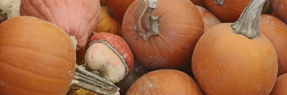 A pile of harvested orange pumpkins and gourds of different shapes and sizes.; Woodland Community College Woodland, Yolo County CA Credit: Evett Kilmartin