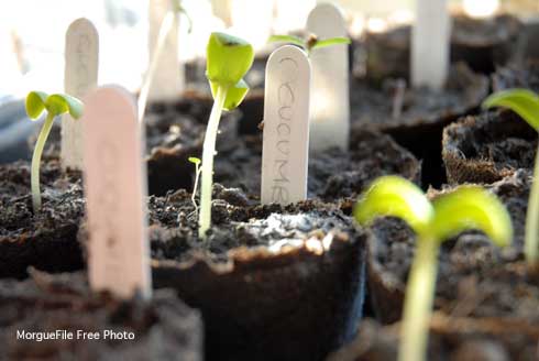 Cucumber sprouts, <i>Cucumis sativus</i>, in small pots for transplanting.